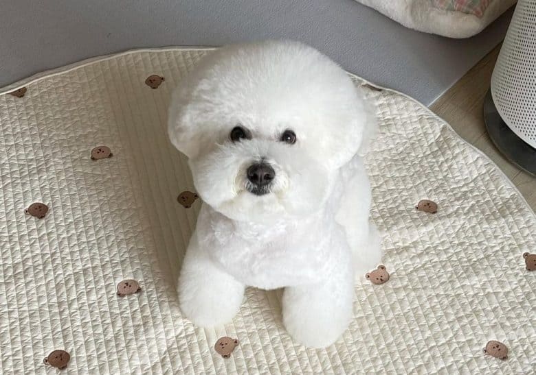 A dome head Bichon Frise sitting on a rug