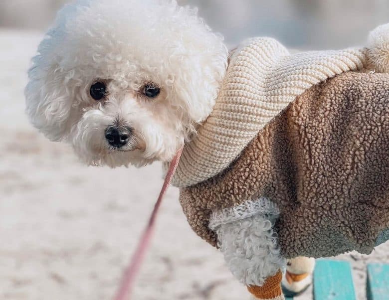 a Bichon Frise wearing a wooly sweater