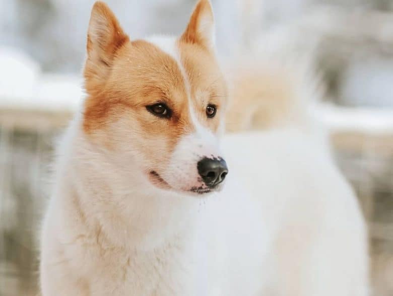 a groomed Greenland dog