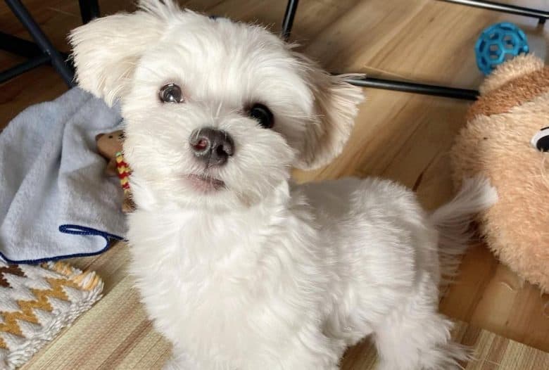 a Maltese looking up while sitting on a wooden floor