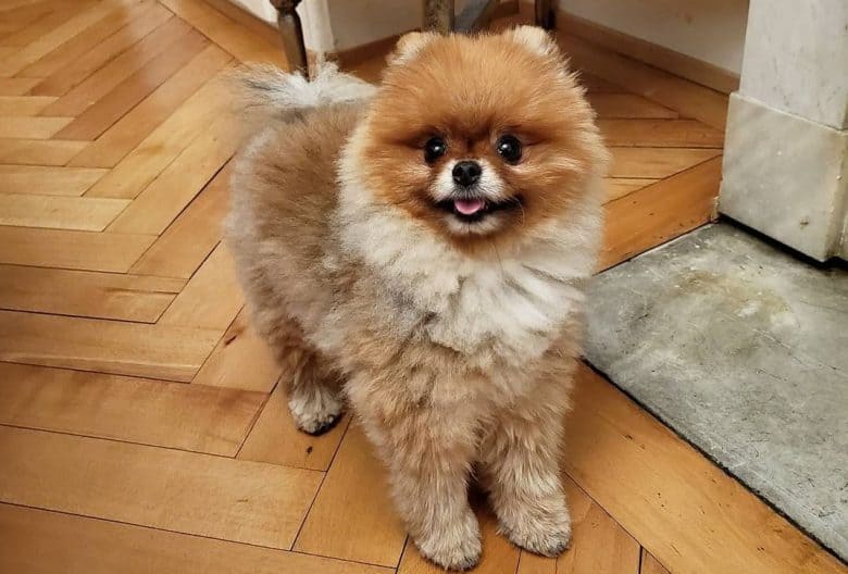 a Teacup Pomeranian standing on a wooden floor