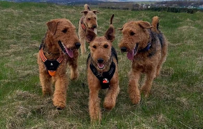 Four Airedale Terriers in the wild