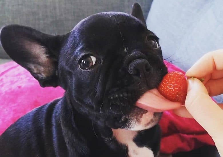 a French Bulldog puppy licking a ripe strawberry