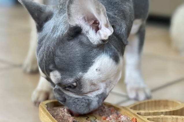 a Frenchie puppy eating wet dog food on a new plate