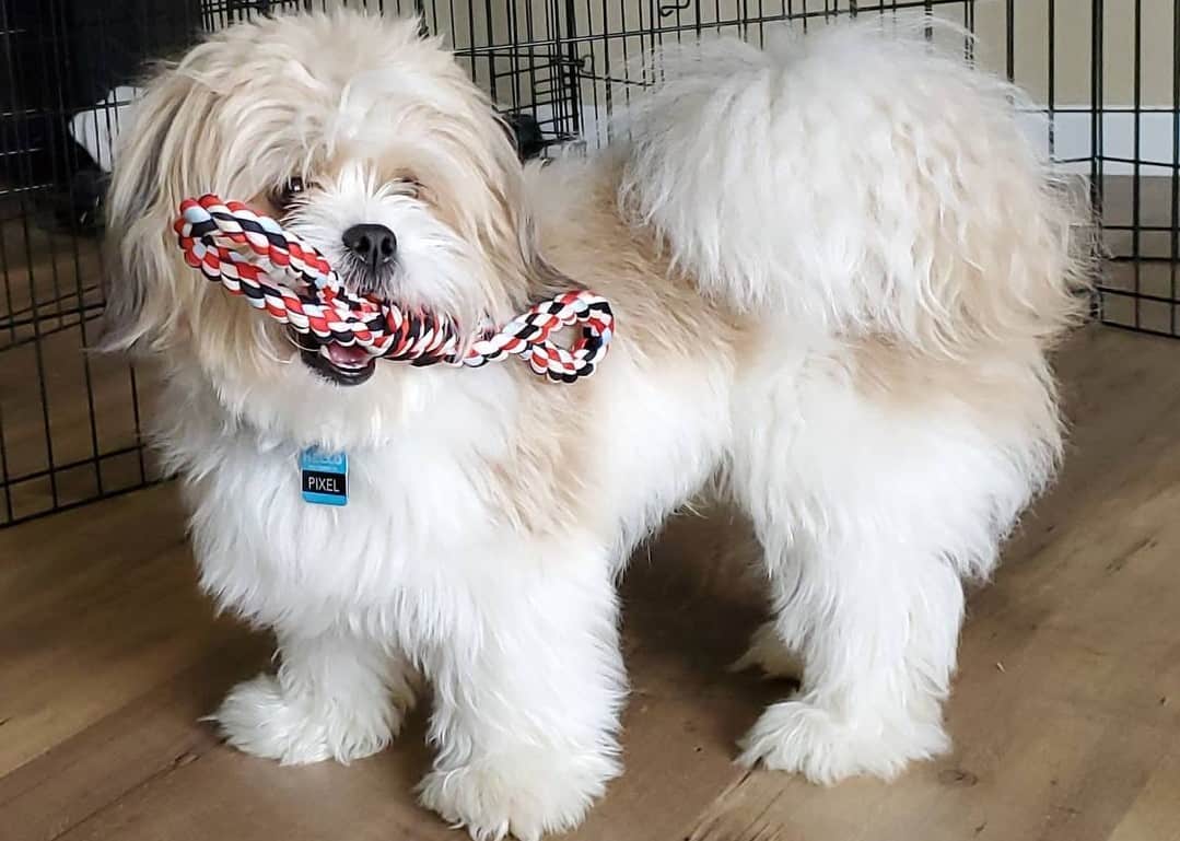 a Lhasa Apso standing inside a crate biting a play rope