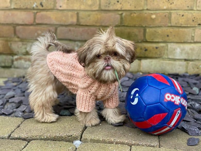 a Teacup Shih Tzu wearing a sweater standing with a ball