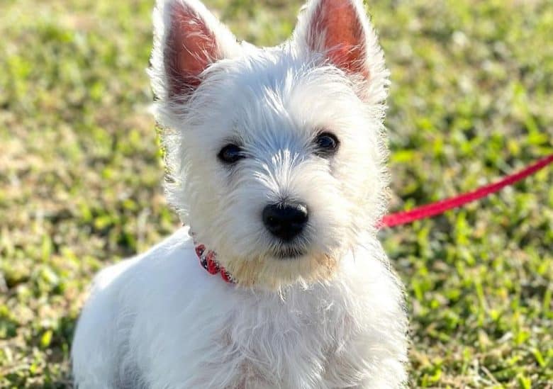 a West Highland White Terrier puppy sitting on the grass