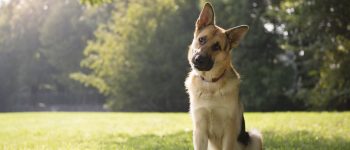 a GSD sitting on the grass with tree background
