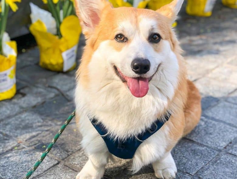 a Pembroke Welsh Corgi puppy wearing a blue dog harness