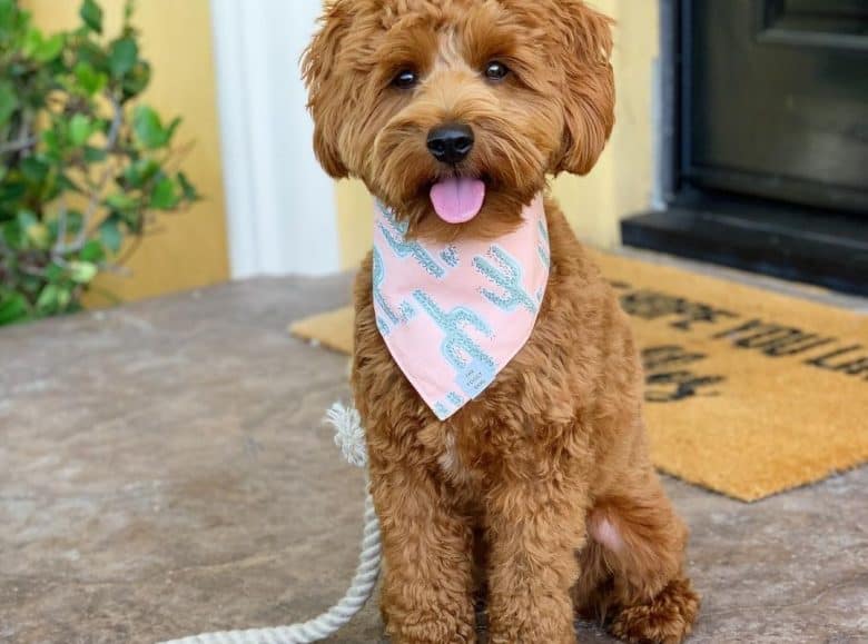 a Goldendoodle wearing a bandana sitting