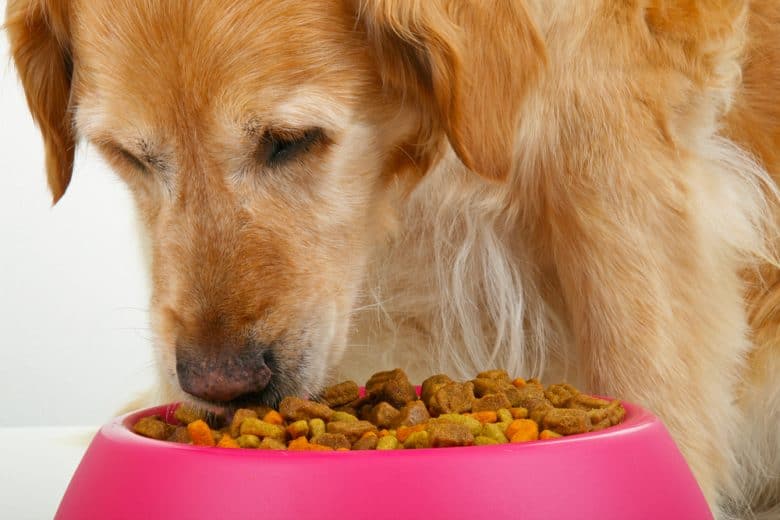 an old Golden Retriever eating on a pink dog bowl