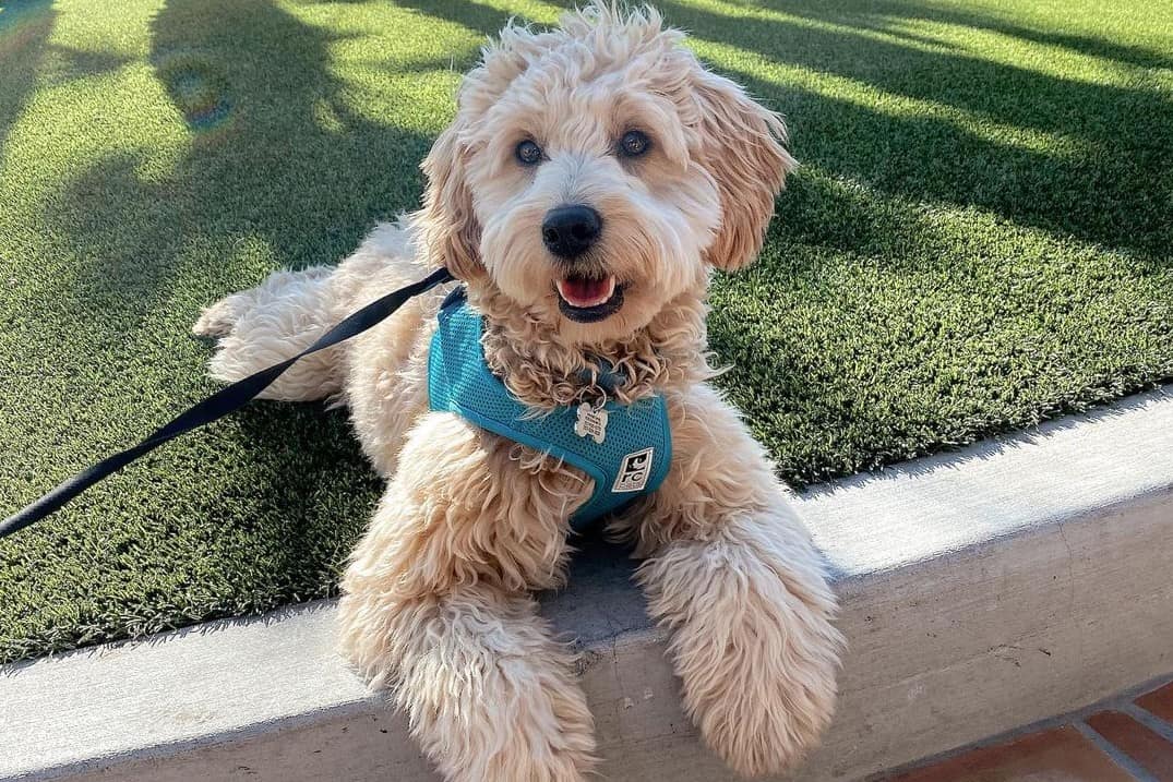 a Goldendoodle wearing a light blue harness