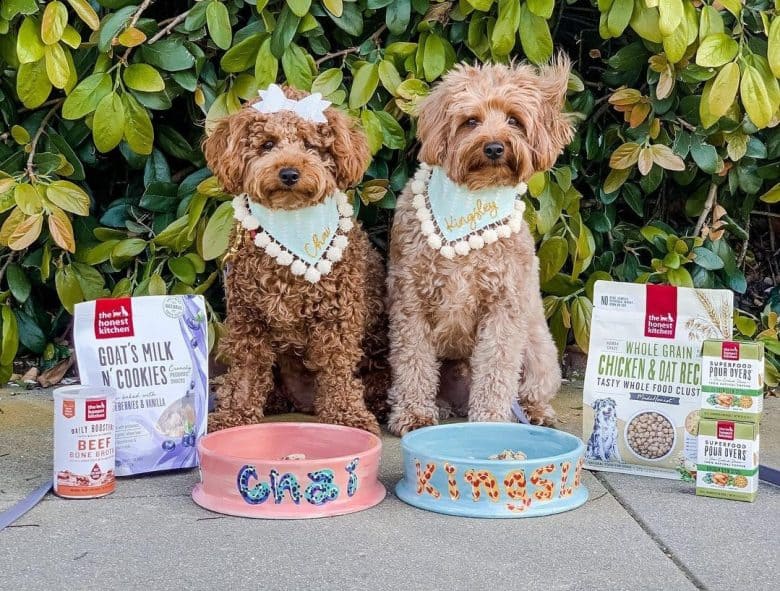 two Goldendoodles with adorable dog food bowl
