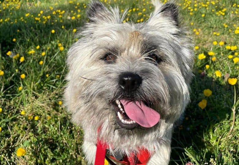 a Cairn Terrier with tongue out while standing in a park