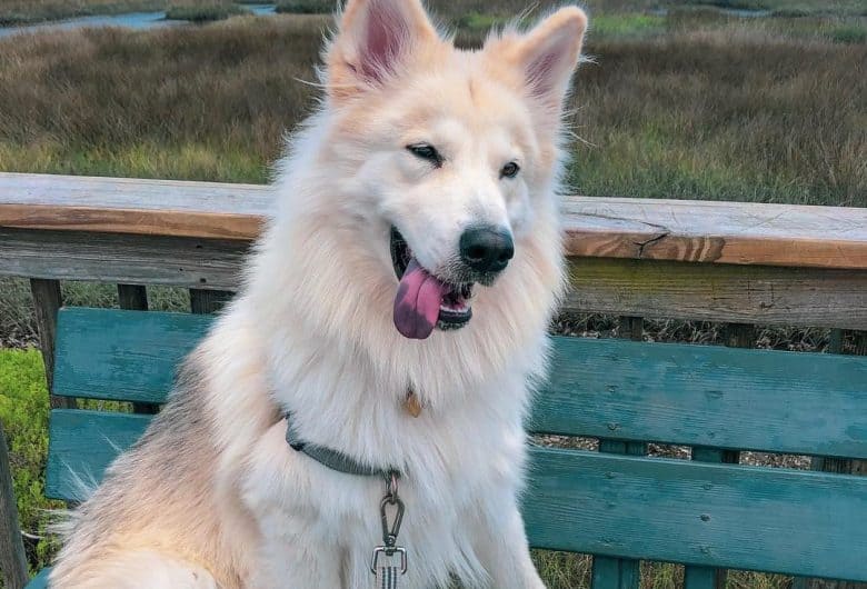 A German Indian dog adorably sitting in a wooden bench