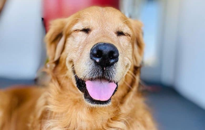a Golden Retriever looking so happy