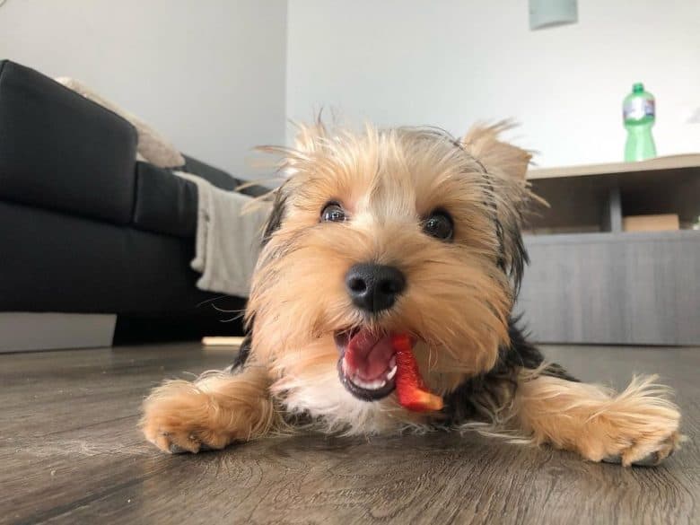 a Yorkshire Terrier laying on the floor eating bellpepper