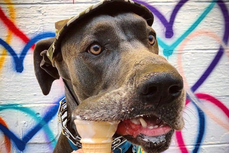 a Blue Great Dane wearing a hat while eating ice cream