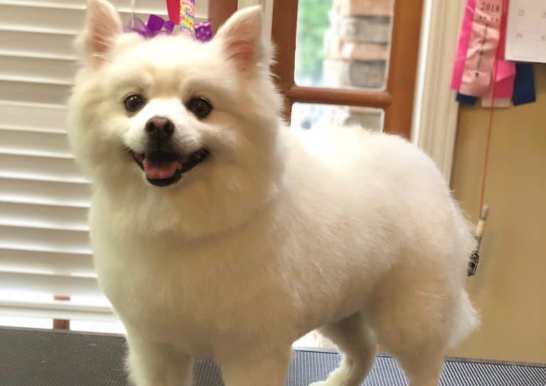 American Eskimo Dog Your guide to a fluffy canine friend K9 