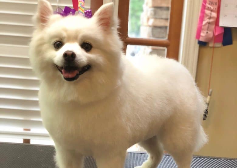 a fluffy American Eskimo wearing purple clips