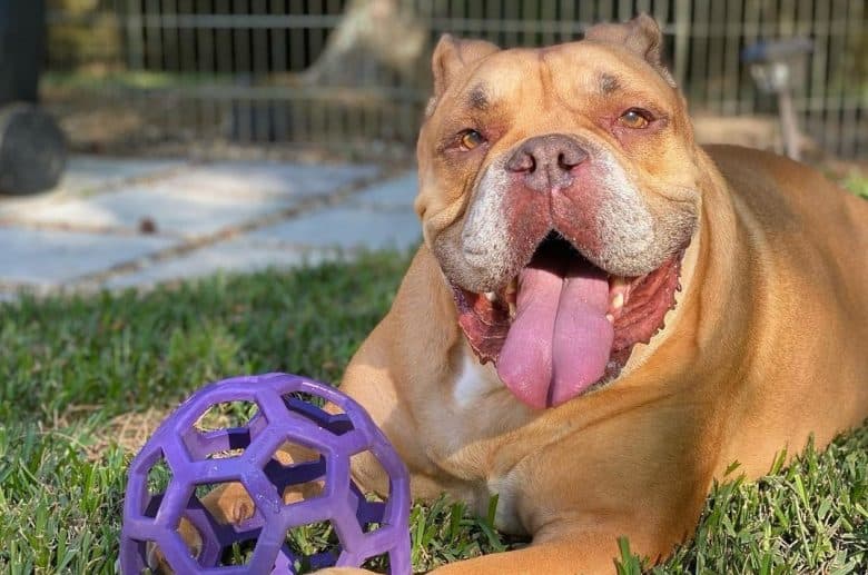 a senior Olde English Bulldogge playing with a toy