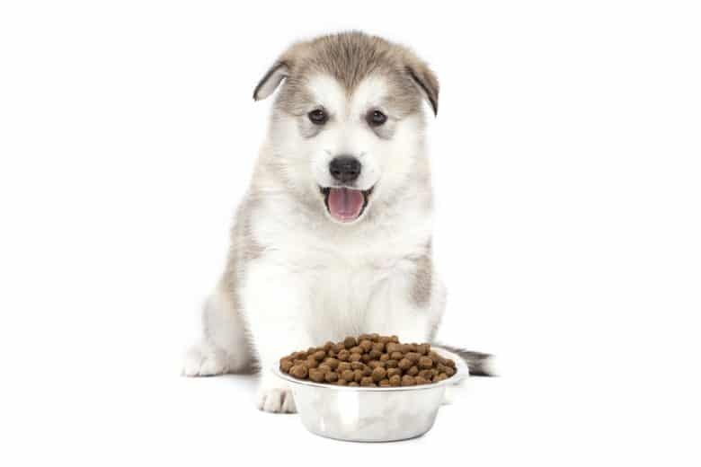 An Alaskan Malamute puppy sitting with a dog food bowl
