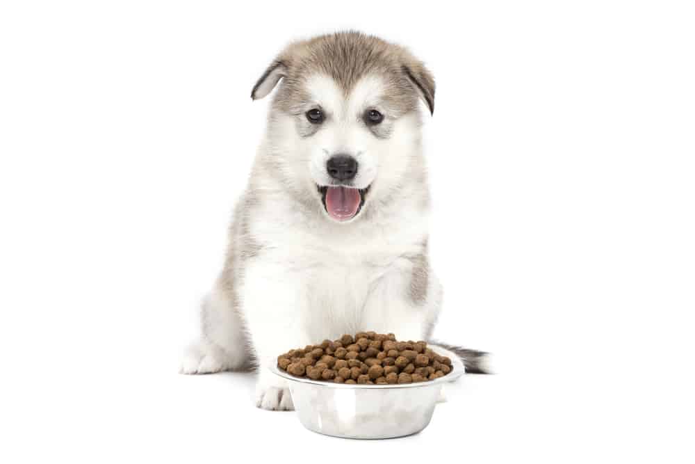 Fluffy Alaskan Malamute puppy sitting happily with a dog bowl