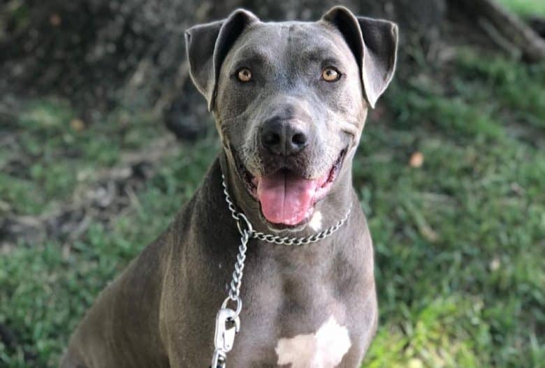an American Bull Staffy sitting at a dog park