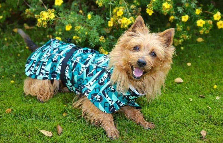 an Australian Terrier happily playing on the garden