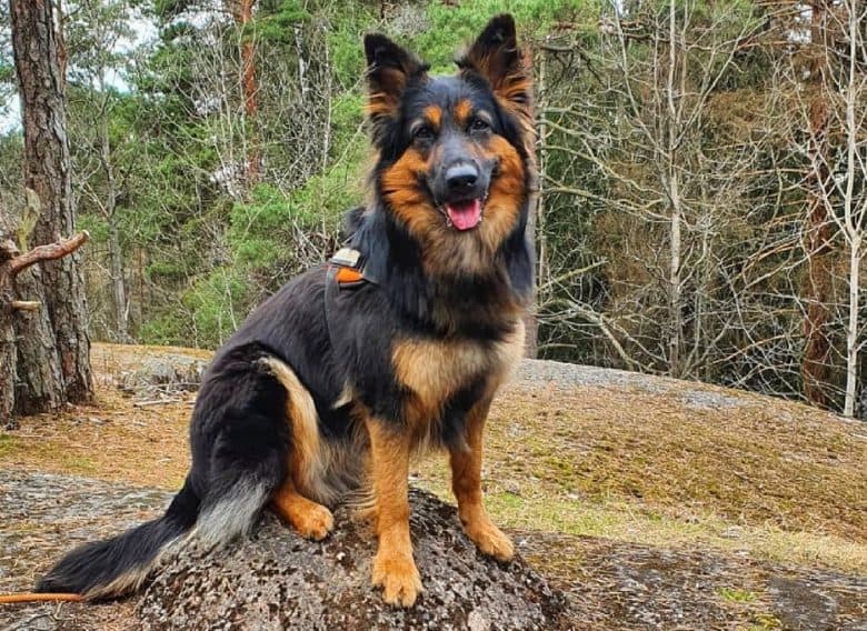 a Bohemian Shepherd sitting on a small hill