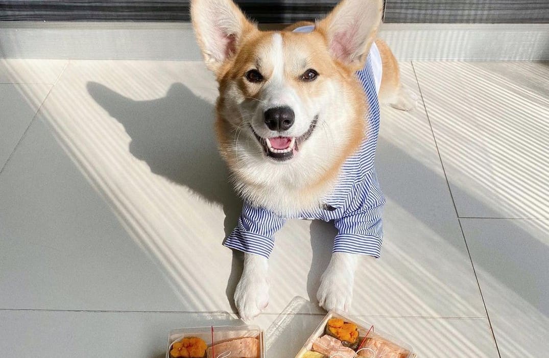 11 Best Dog Food for Shedding 2023 (Premium & Budget) K9 