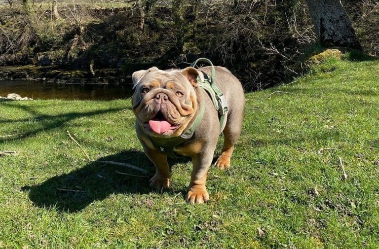 Is the Olde English Bulldogge the right breed of dog for