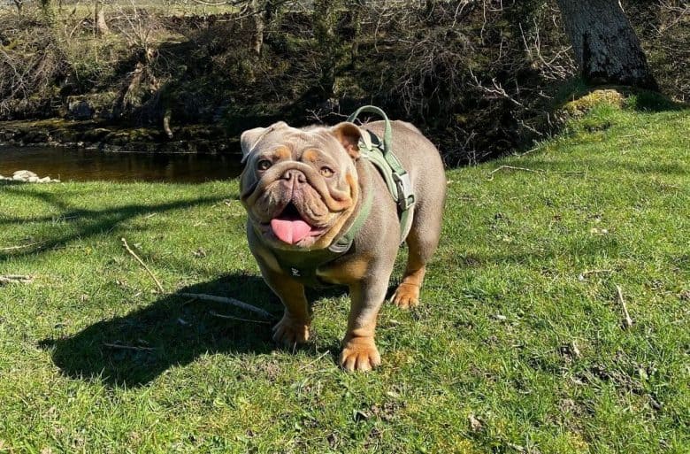 an English Bulldog smiling