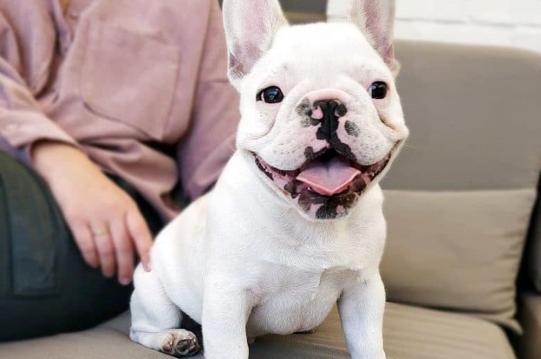 a French Bulldog puppy sitting on a sofa
