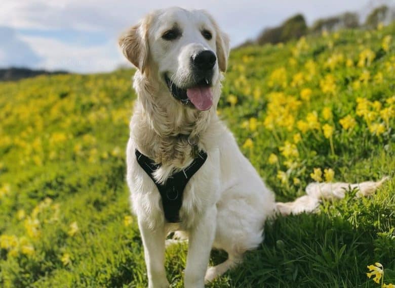 a Golden Retriever sitting on the meadow