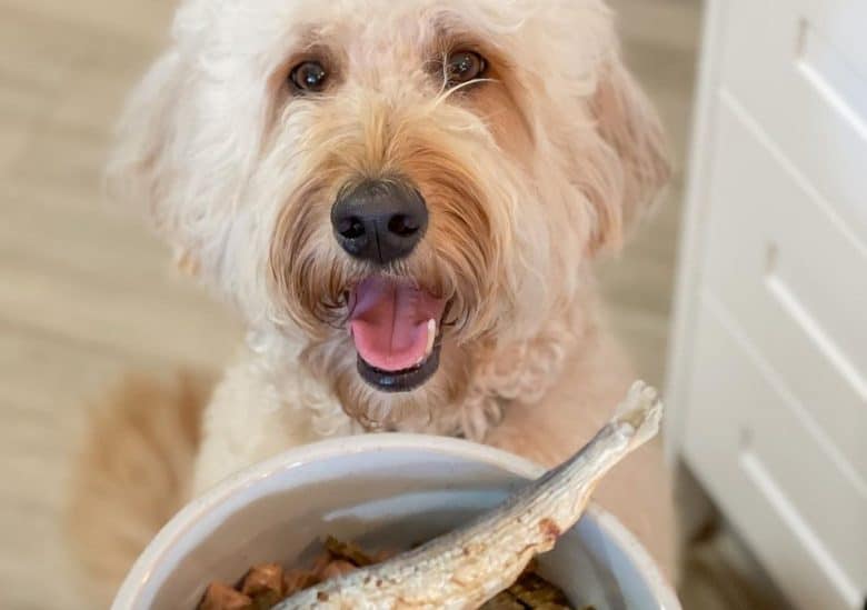 an excited Goldendoodle ready to eat his sardine and freeze dried kangaroo meat