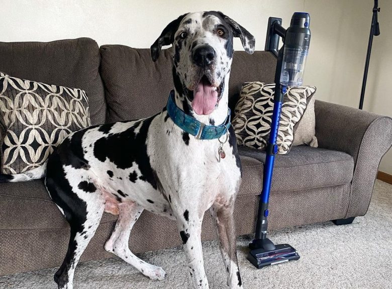 a black and white Great Dane sitting on a couch