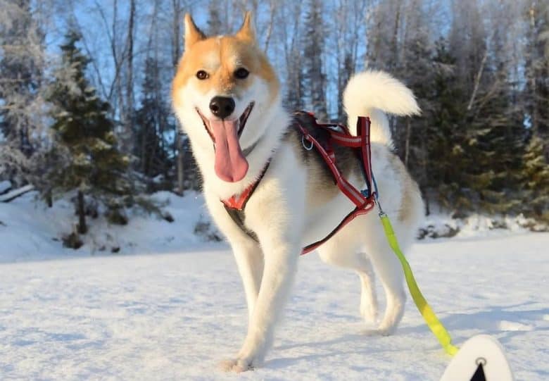 A Greenland dog with extremely long tongue