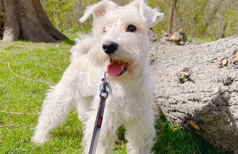 a Miniature Schnauzer standing on the grass beside a tree trunk