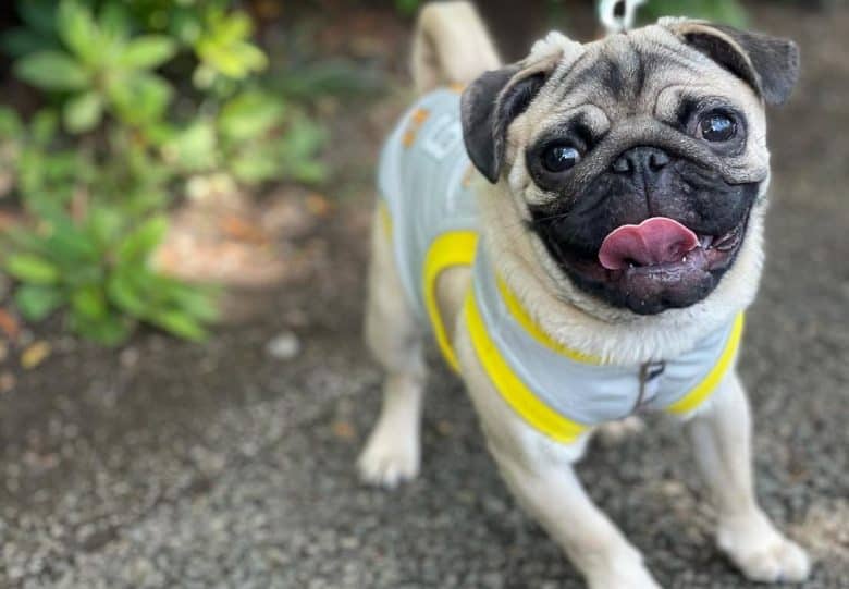 a Pug Puppy on a walk wearing a dog vest