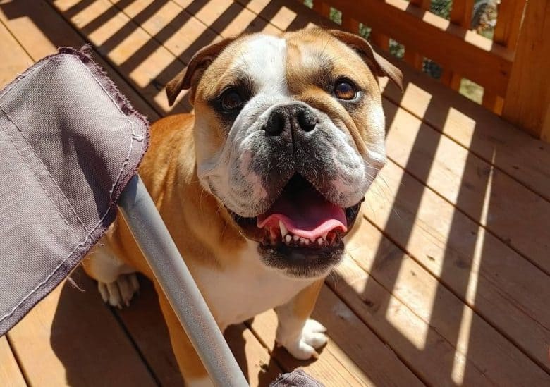 an English Bulldog sitting on a porch happily