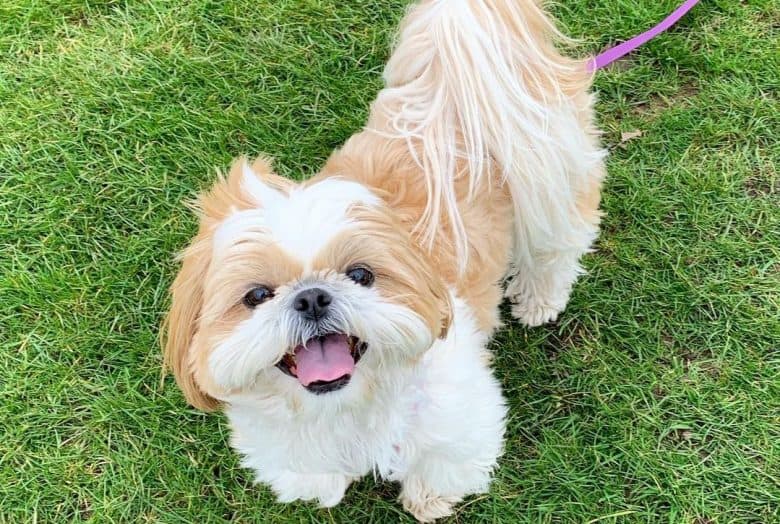 A Shih Tzu happily looking up