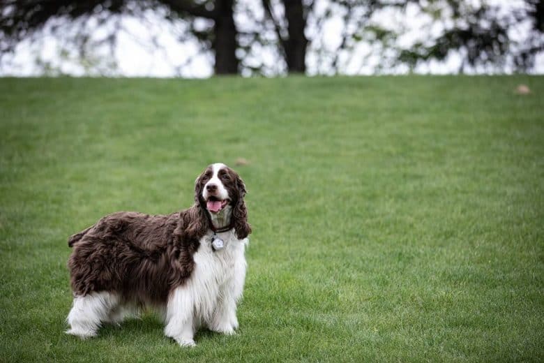 a Springer Spaniel standing on a greenfield happily