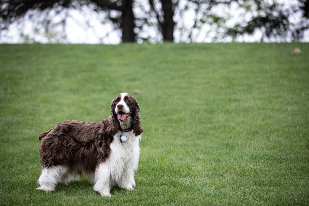 The English Springer Spaniel A Working & Winning Show Dog Breed K9 