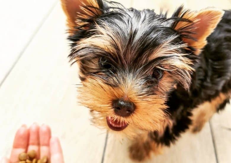 a Yorkie happily eating on her human hand