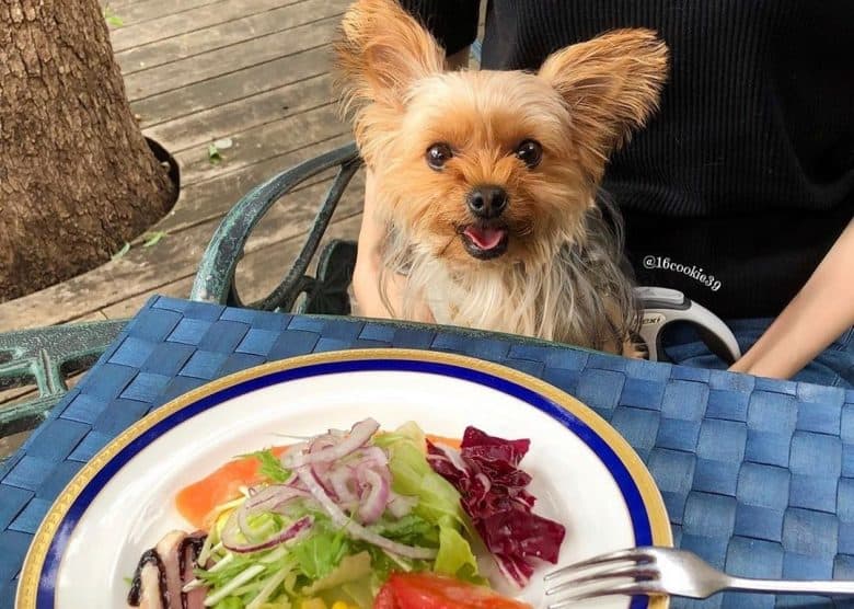 A Yorkie smiling sweetly with a salad infront