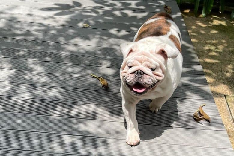 a wrinkly English Bulldog on a walk