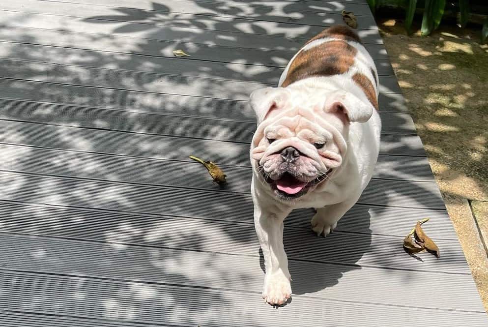 800+ of the Most Badass Dog Names for Your Best Companion K9 