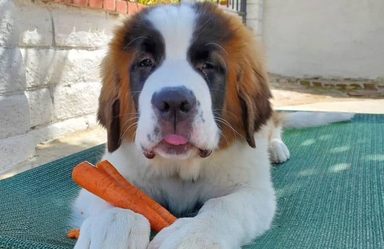 A Saint Bernard puppy laying outdoors and holding 2 carrots