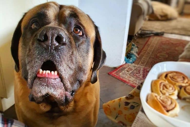 An adult English Mastiff looking up wanting to eat cinnamon rolls